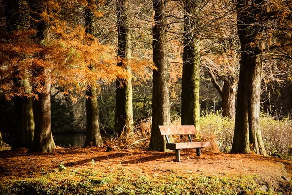 Colorido paisaje otoñal. Hermoso bosque de otoño —  Fotos de Stock