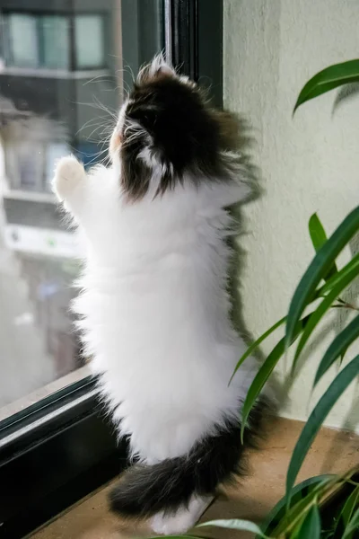 Mooie kat zittend op het venster. Leuk Katje zittend op de — Stockfoto