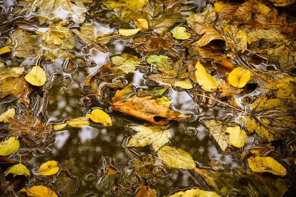 Κίτρινο Πλατανόφυλλο να κολυμπούν στο νερό. το φθινόπωρο τα φύλλα σε ένα wate — Φωτογραφία Αρχείου