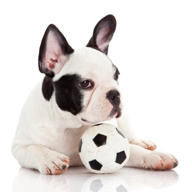 Fransız bulldog köpek oyuncak topu yere beyaz ile