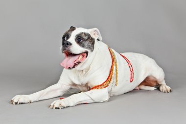 Amerikan bulldog dikey gri arka plan üzerinde