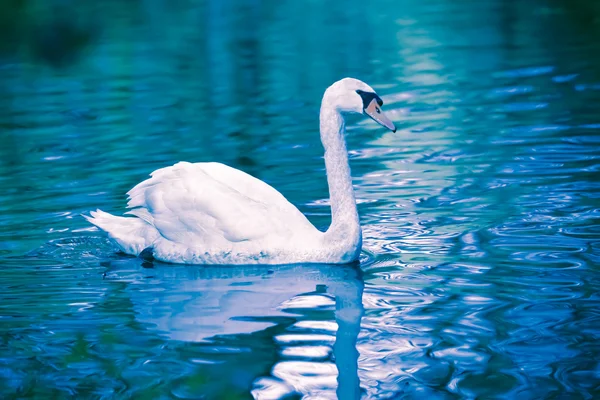 Vznešený swan, s odrazem ve vodě — Stock fotografie