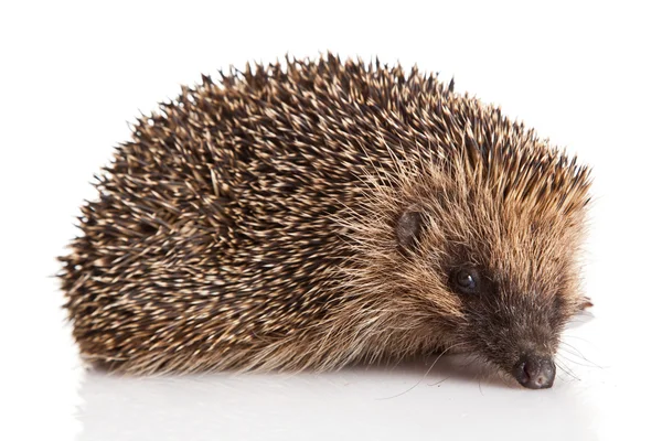 Hedgehog isolated. — Stock Photo, Image