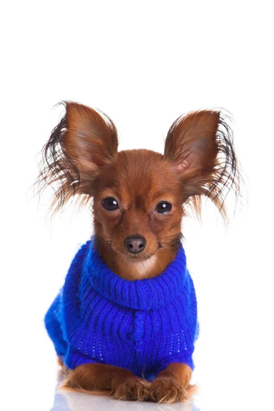 Toy terrier. Russian toy terrier on a white background. Funny li — Stock Photo, Image