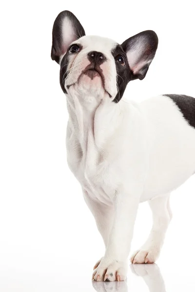 French bulldog puppy. — Stock Photo, Image