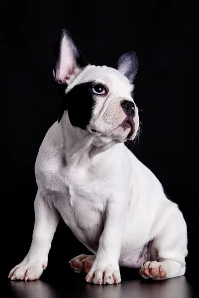 Franse bulldog op zwarte achtergrond . — Stockfoto