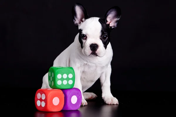 Franse bulldog op zwarte achtergrond . — Stockfoto