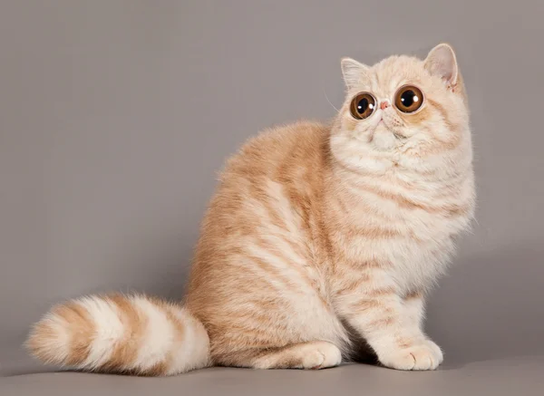 Exotische korthaar kat. Perzische kat op grijze achtergrond — Stockfoto