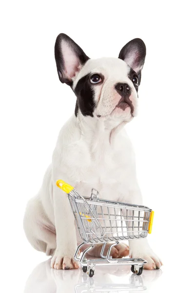 Bulldog francês com carrinho de compras isolado em branco. Engraçado. — Fotografia de Stock