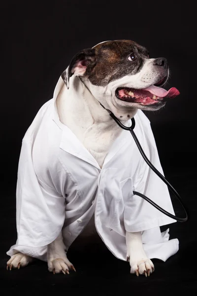 Американский бульдог. собака одета во врачебное пальто и одета в стимулятор — стоковое фото