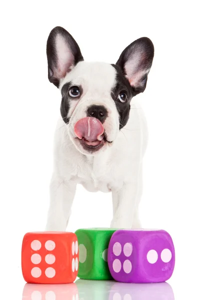 Niedliche Französische Bulldogge Welpe auf weißem Hintergrund — Stockfoto