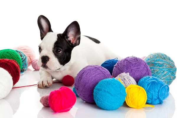 Cucciolo Bulldog francese con palle di lana isolate su dorso bianco — Foto Stock
