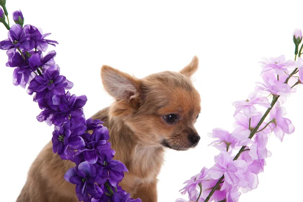 Chihuahua cão com flores no fundo branco . — Fotografia de Stock