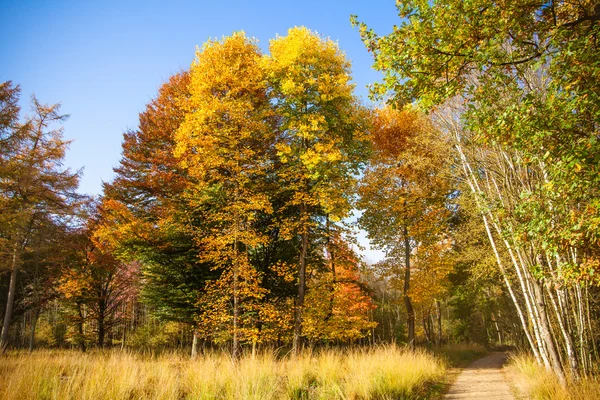 Jesień krajobraz. Las jesienią. jesień kolorowy — Zdjęcie stockowe