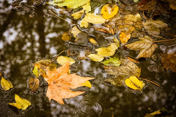 Liść klonowy żółty pływać na wodzie. Autumn listowie w wate — Zdjęcie stockowe