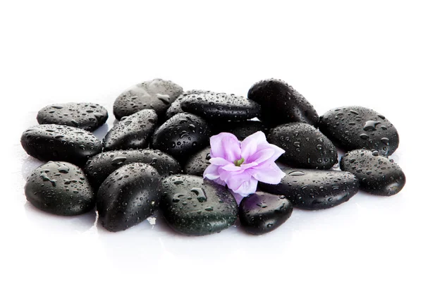 Курортные камни и фиолетовый цветок, изолированные на белом. цветок в камне Стоковое Фото
