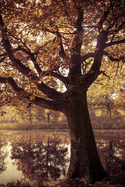 Paysage d'automne coloré. — Photo