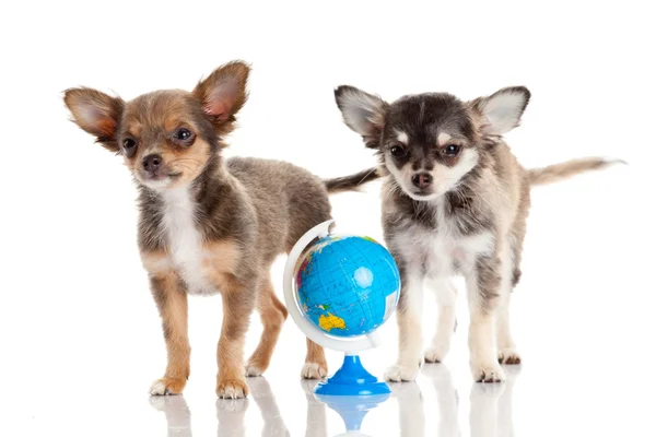 Funny puppy Chihuahua. puppy with a globe isolated — Stock Photo, Image