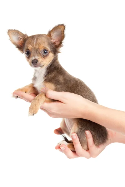 Manos sosteniendo cachorro. cachorrito sentado en la mano. chihuahu —  Fotos de Stock