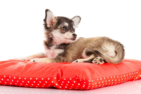 Chihuahua cão no travesseiro vermelho isolado no fundo branco. portr — Fotografia de Stock