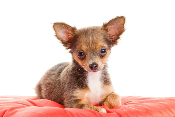 Chihuahua cão no travesseiro vermelho isolado no fundo branco. portr — Fotografia de Stock