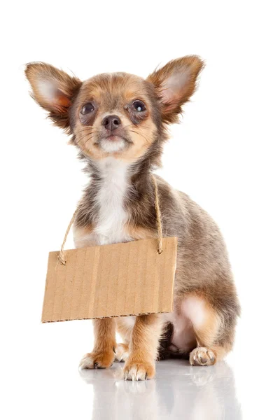Cachorro Chihuahua com papelão vazio. Cão segurando um sem-teto — Fotografia de Stock
