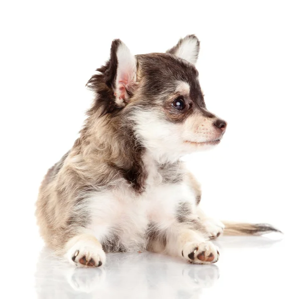 Chihuahua pup. schattig chihuahua hond op een witte achtergrond. — Stockfoto