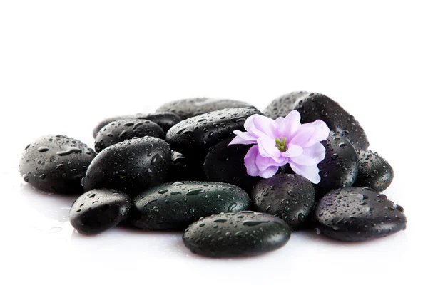 Pedras de spa e flor roxa, isolado em branco. flor em pedra Fotografia De Stock