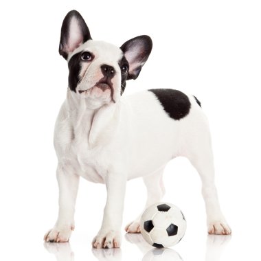 Fransız bulldog köpek oyuncak topu yere beyaz ile