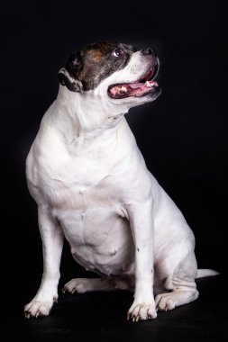 Amerikan bulldog köpek portre siyah arka plan üzerine.