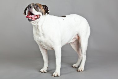 Amerikan bulldog dikey gri arka plan üzerinde