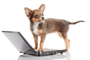 beyaz b üstünde a laptop önünde bir tatlı chihuahua köpek portresi