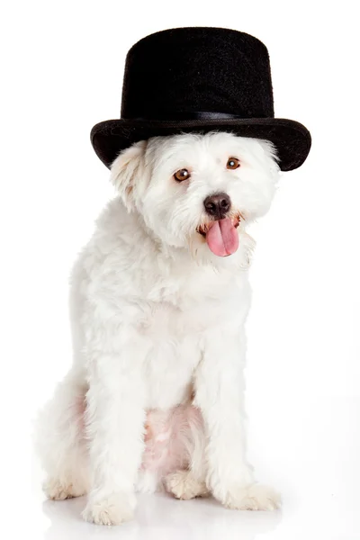 Собака в шляпе на белом фоне — стоковое фото