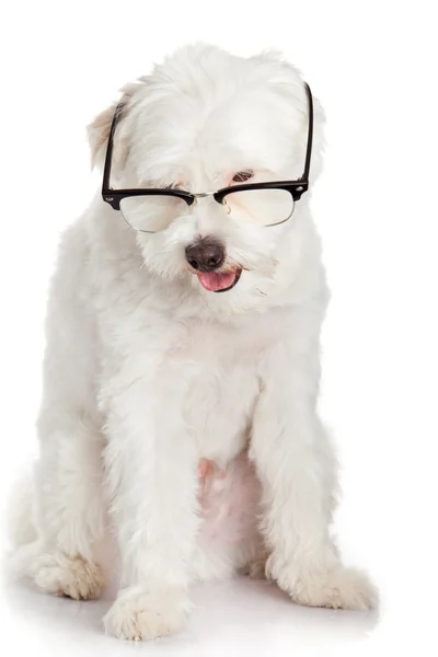 Retrato de um cão em copos. Cão branco engraçado em óculos — Fotografia de Stock