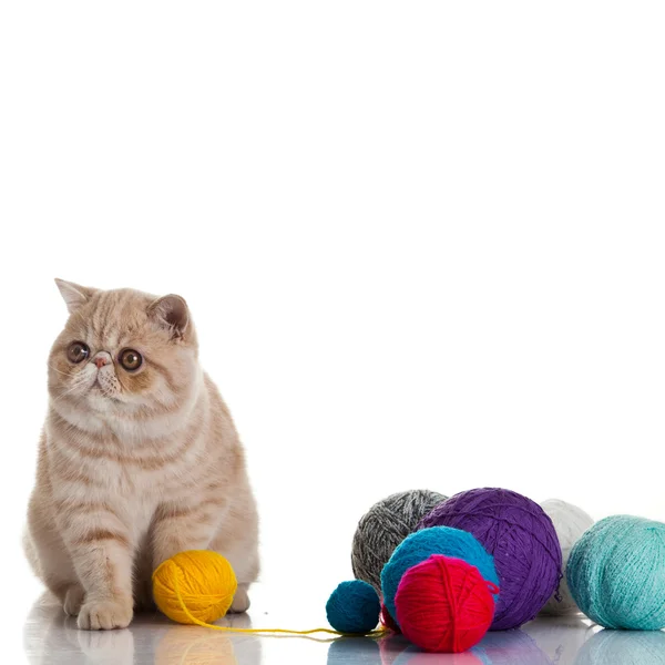 エキゾチックな猫。スレッドのボールと猫. — ストック写真