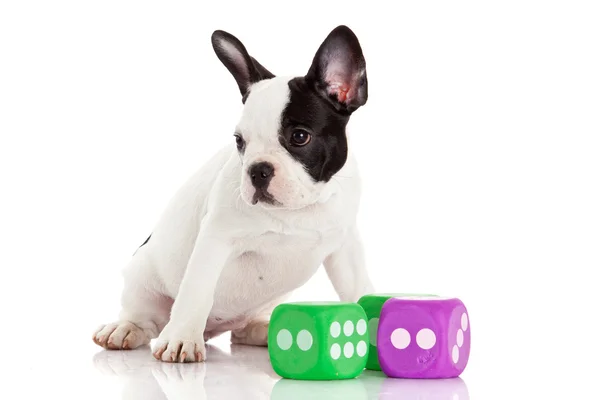 Cute French bulldog puppy on a white background — Stock Photo, Image