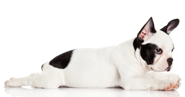 Francia bulldog kiskutya. — Stock Fotó