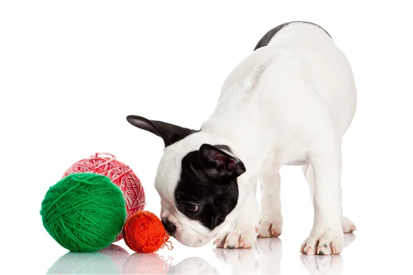 Fransk bulldog valp med en ull bollar isolerad på vit bakgrunds — Stockfoto