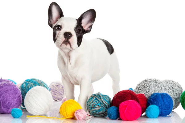 French Bulldog puppy with a wool balls isolated on white backgr — Stock Photo, Image
