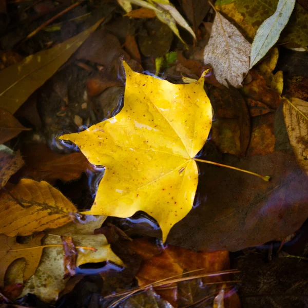 黄色的枫叶在水里游泳。秋天的树叶在水中 — 图库照片