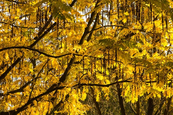 Schöner Herbst. Bunte Herbstlandschaft. — Stockfoto