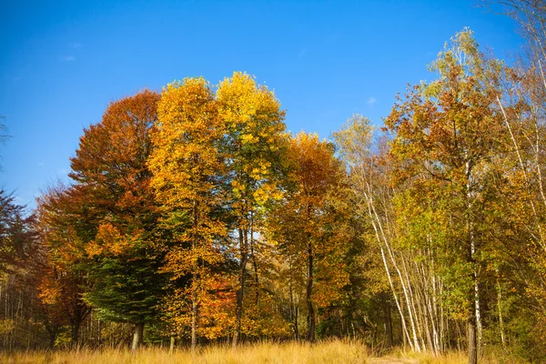 Jesień krajobraz. Las jesienią. jesień kolorowy — Zdjęcie stockowe