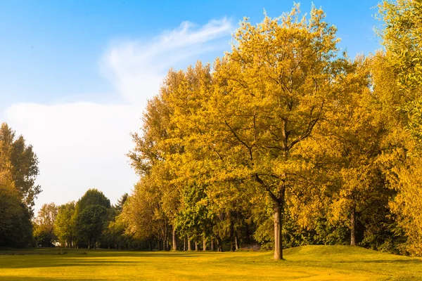 Landskap med hösten skogen. — Stockfoto