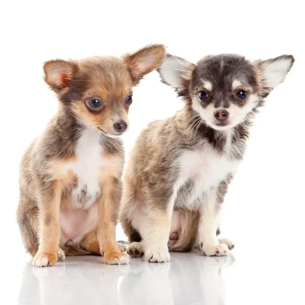 Chihuahua-valp. Søt Chihuahua-hund med hvit bakgrunn . – stockfoto