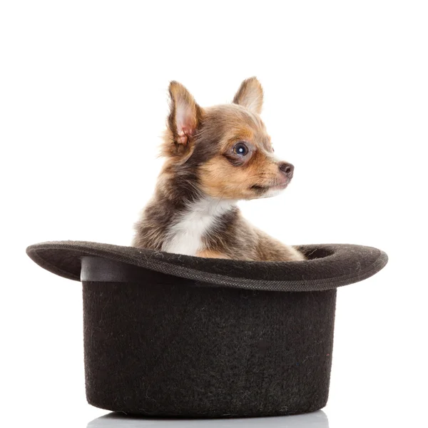 Cachorro chihuahua em um chapéu. — Fotografia de Stock