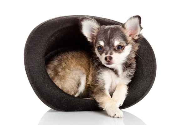 Chihuahua щенок в шляпе. — стоковое фото