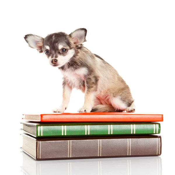 Dog on books. Chihuahua puppy — Stock Photo, Image