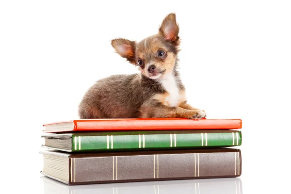 Dog on books. Chihuahua puppy — Stock Photo, Image