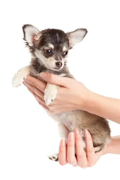 Les mains tenant le chiot. petit chiot assis sur la main. chihuahu — Photo