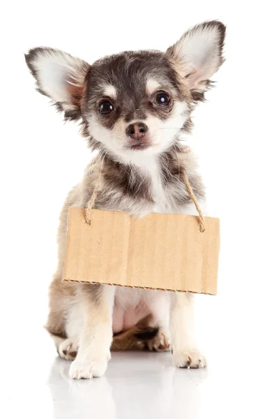 Čivava štěně s prázdnou karton. pes drží bezdomovce — Stock fotografie